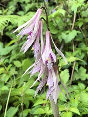 Cremastra appendiculata