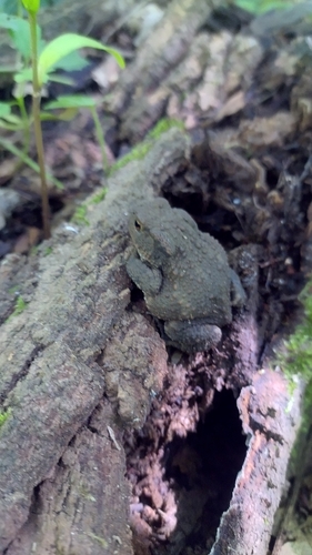 European Toad