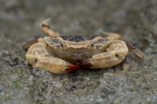 Medaeops granulosus observed 2026-06-14