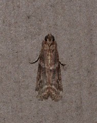 Cryptoblabes plagioleuca