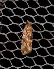 Lobesia transtrifera