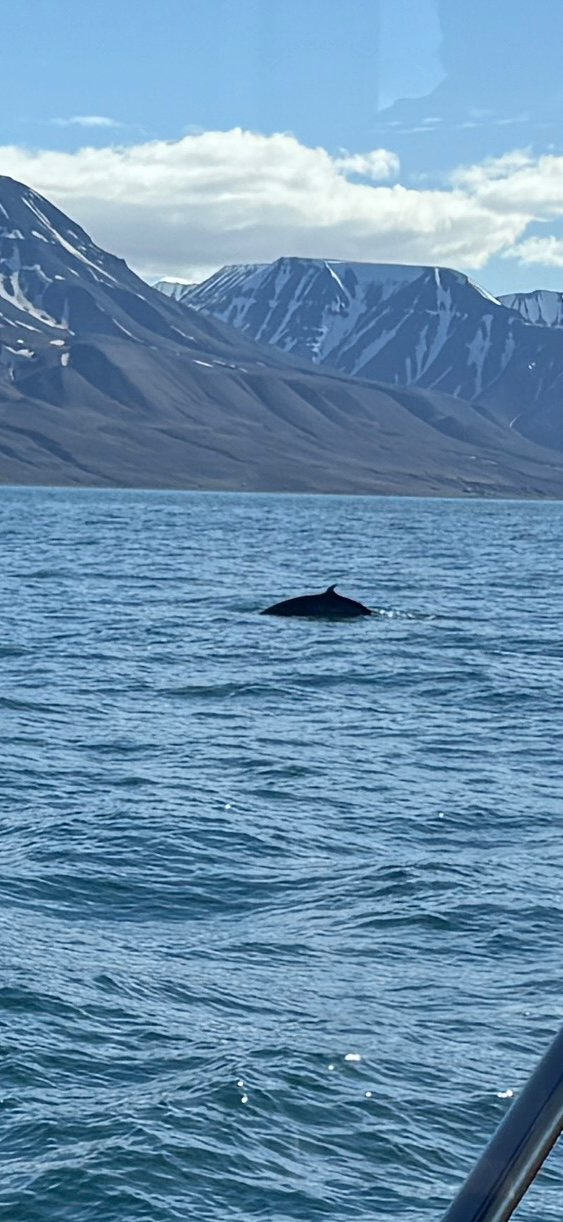 Balaenoptera acutorostrata