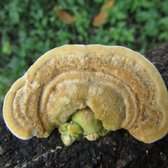 Trametes