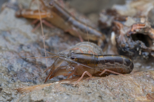 Alpheus splendidus in life