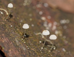 Mycena piringa
