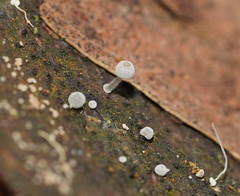 Mycena piringa