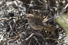Calamanthus campestris