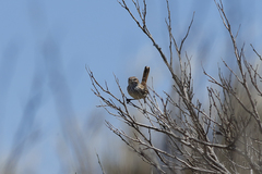 Calamanthus campestris