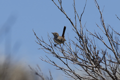 Calamanthus campestris