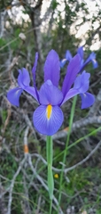 Iris xiphium