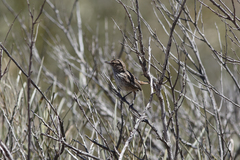 Calamanthus campestris
