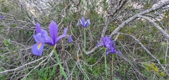 Iris xiphium