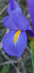 Iris xiphium