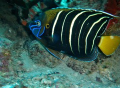 Goldtail Angelfish photo 4