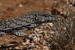 Varanus giganteus