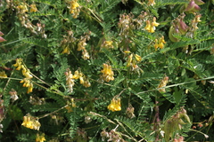 Astragalus penduliflorus