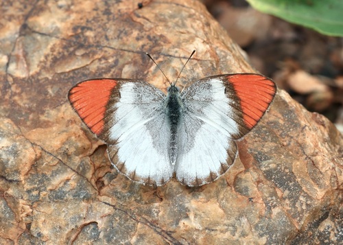 Scarlet Tip