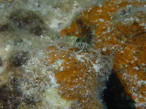 Goldline blenny (Malacoctenus aurolineatus) — Labrisomidae — 3