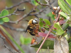 Xylocopa phalothorax