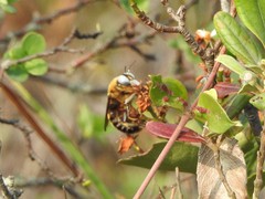 Xylocopa phalothorax