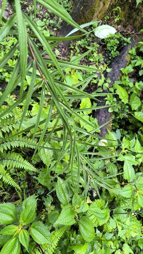 Polygonatum cirrhifolium, 2026-06-10