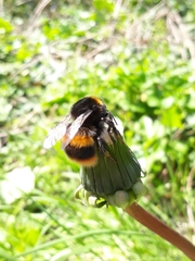 Bombus terrestris