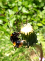 Bombus terrestris