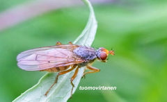 Scathophaga inquinata