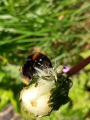 Bombus terrestris