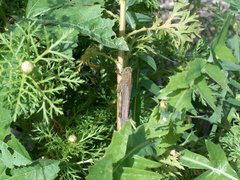 Anacridium aegyptium