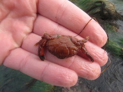 Cycloxanthops novemdentatus