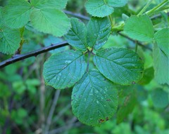Rubus robiae