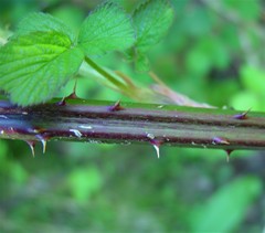 Rubus robiae