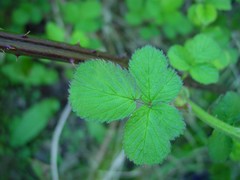 Rubus robiae