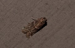 Cryptoblabes plagioleuca