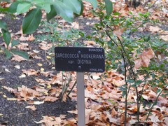 Sarcococca hookeriana digyna