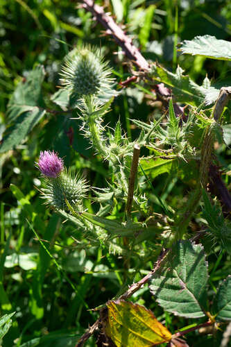 Bull Thistle