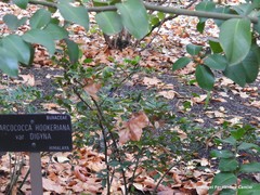 Sarcococca hookeriana digyna