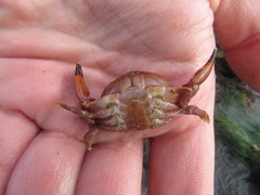 Cycloxanthops novemdentatus