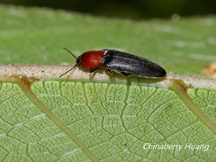 Ludioschema obscuripes