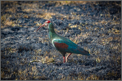 Southern Bald Ibis photo 1