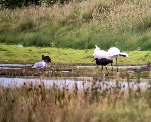 Glossy Ibis