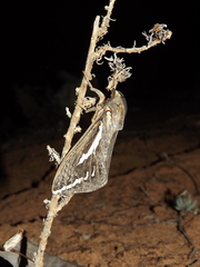 Abantiades argentata