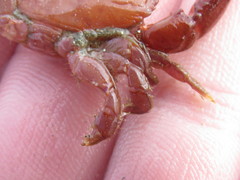 Cycloxanthops novemdentatus