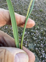 Allium douglasii, photograph (c) James H. Thomas, some rights reserved (CC BY)