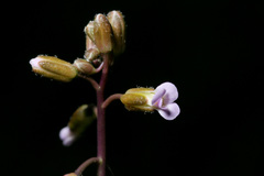 Boechera tularensis
