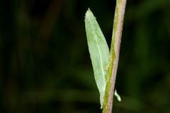 Boechera tularensis