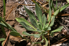 Boechera tularensis