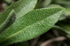 Boechera tularensis