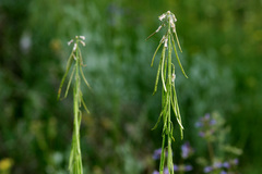 Boechera tularensis
